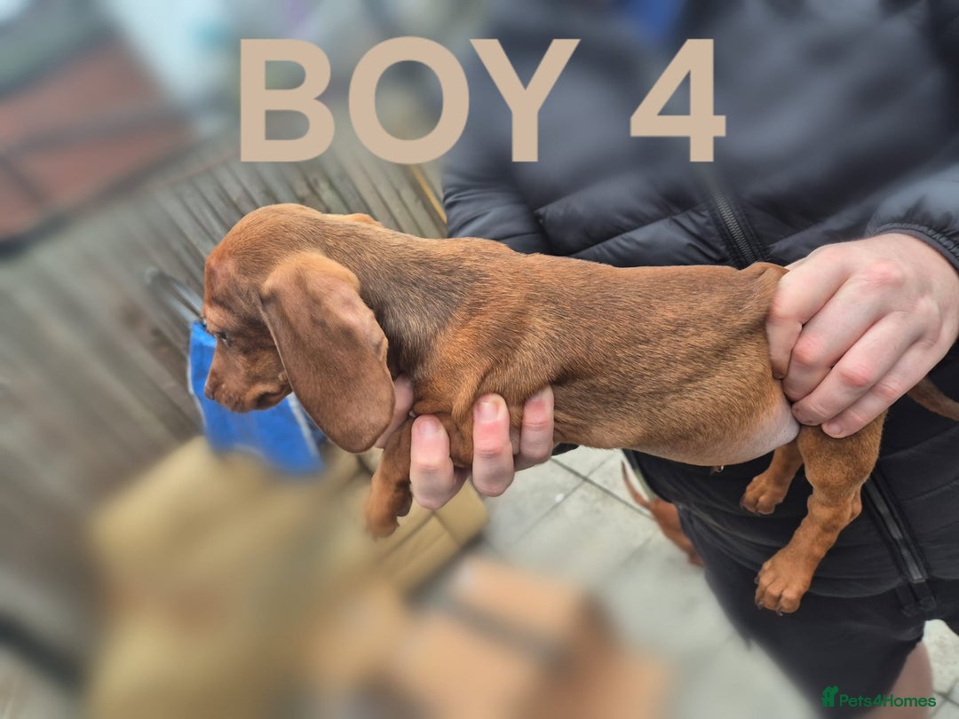 Miniature Dachshund dogs for sale: 2 Remaining! Miniature Dachshunds For Sale! - Advert 2