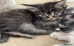 Mixed Breed cats for sale: Ragdoll x maincoon kittens available now - Image 6