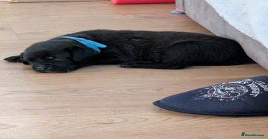 Mixed Breed dogs - Advert 6