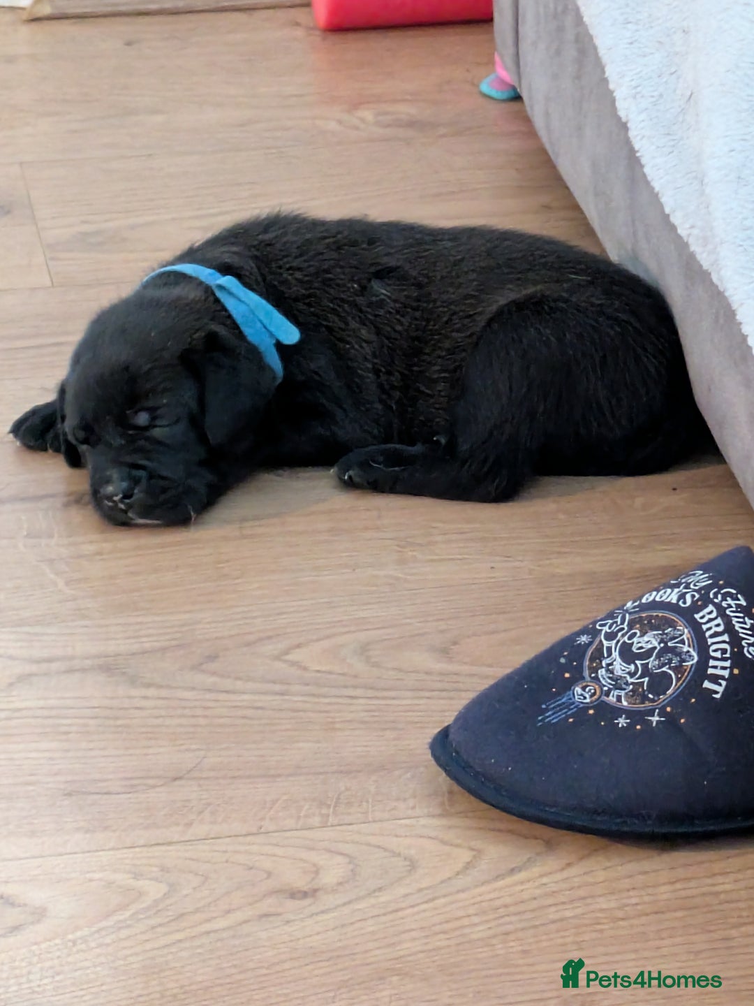 Mixed Breed dogs for sale: Beautiful Labrador x Staffys - Image 3