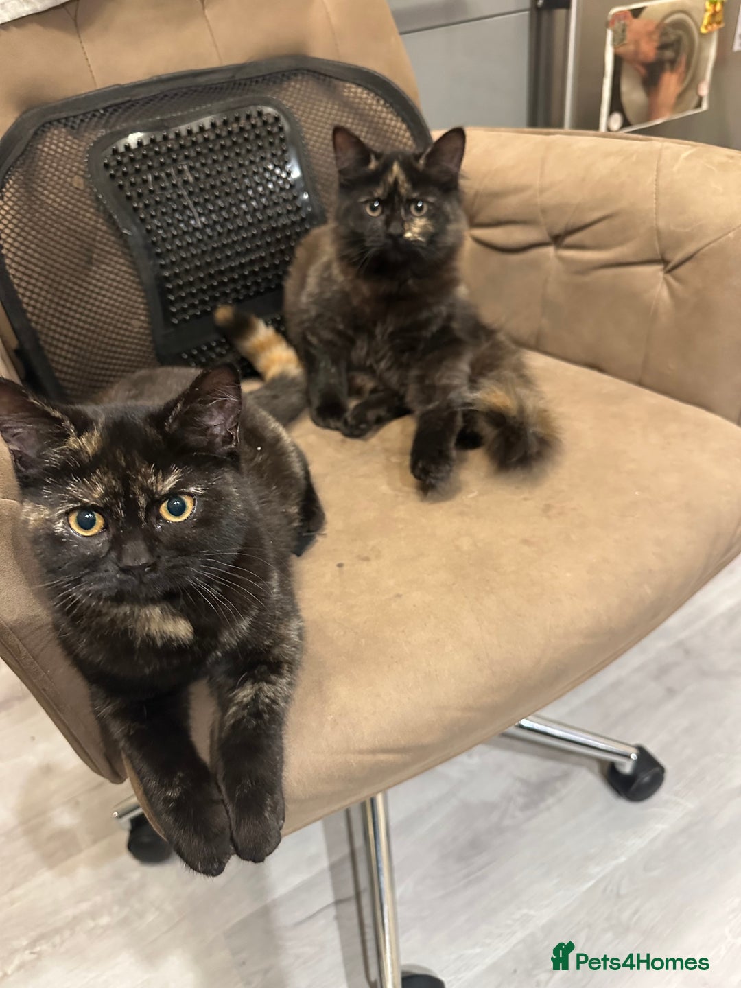 Mixed Breed cats for sale: British Short Hair Cross-Sphinx  - Advert 13