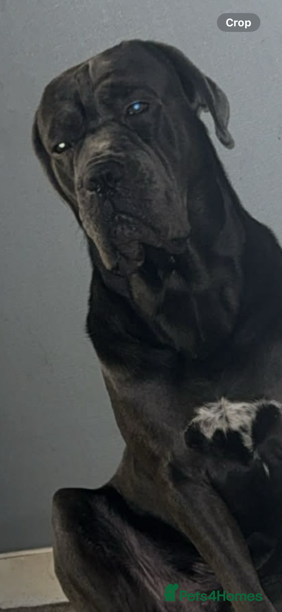 Mixed Breed dogs for sale: Cane corso X Staffordshire terrier puppies 🔥🩸 - Advert 9