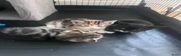 Mixed Breed cats for sale: 5 adorable kittens  - Advert 16