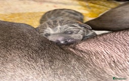 Great Dane dogs for sale: Stunning Great Dane Puppies  - Image 6