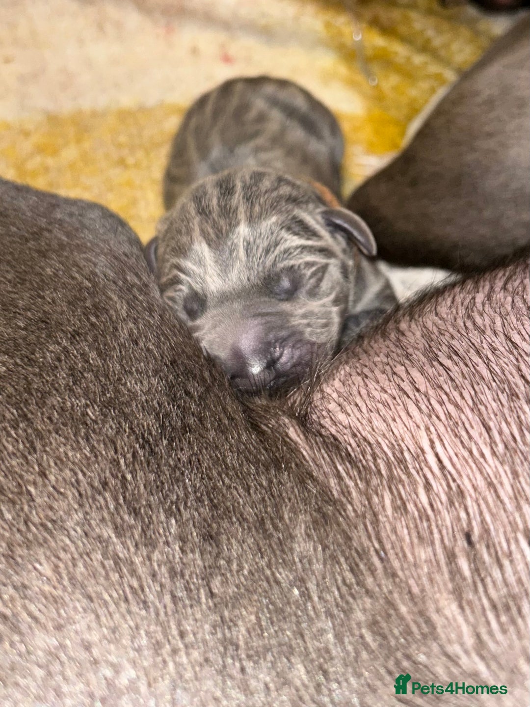 Great Dane dogs for sale: Stunning Great Dane Puppies  - Image 6