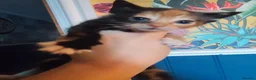 Mixed Breed cats for sale: 4 beautiful kittens in Leighton Buzzard - Advert 5