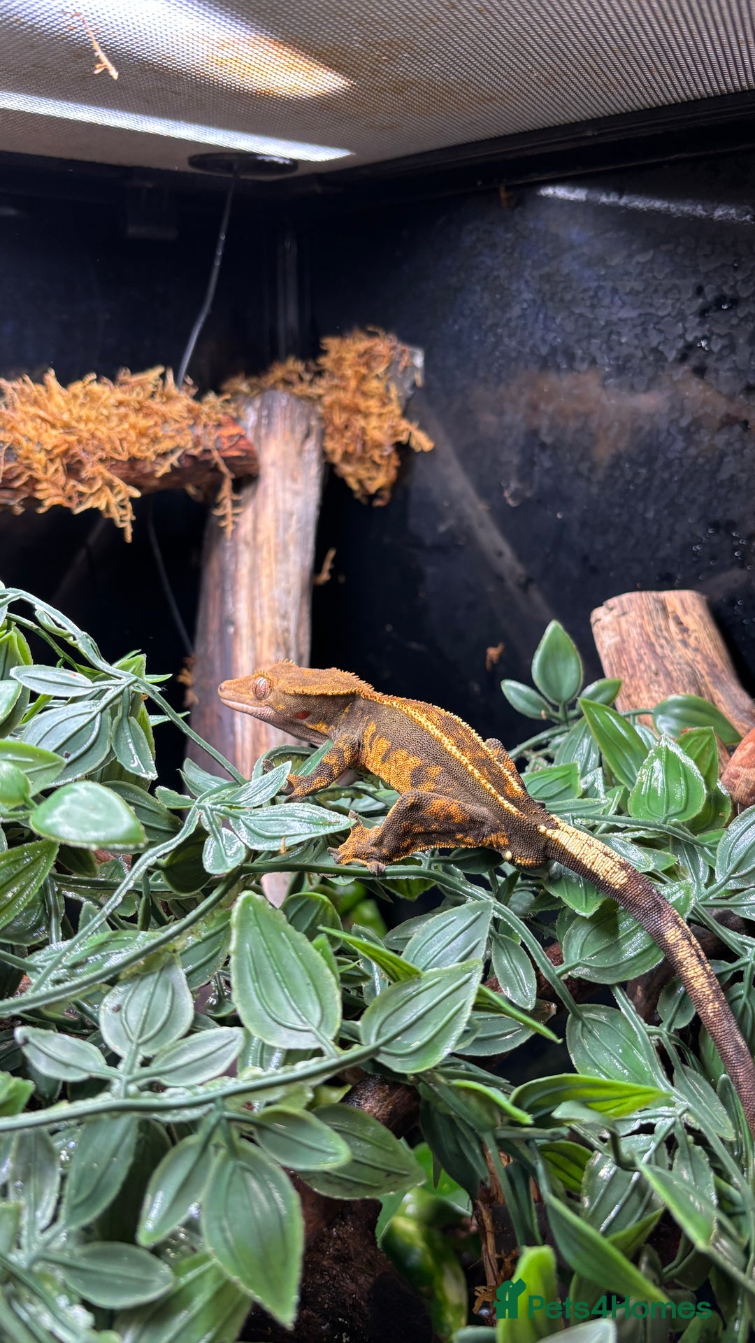 Gecko reptiles for sale: Crested Geko full set up Habistat enclosure - Image 2