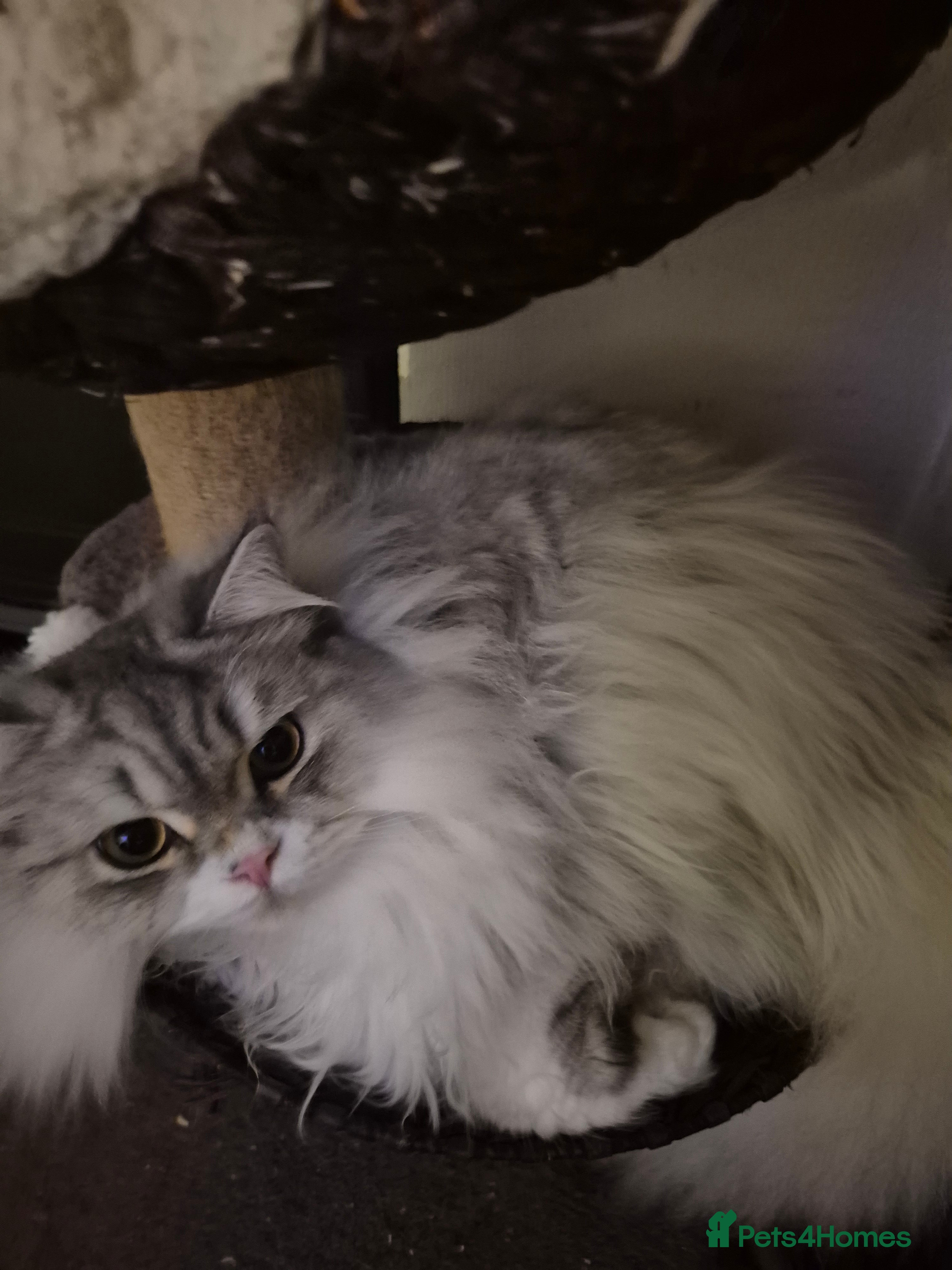 British Longhair cats British longhair male and shorthair girl Ready Now - Advert 1