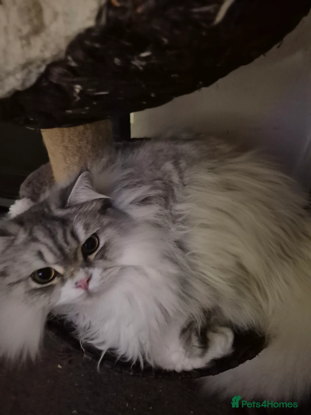 British Longhair cats for sale: British longhair male Neutered - Advert 1