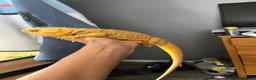 Bearded Dragon reptiles for sale: Yellow hypo bearded dragon  - Advert 1