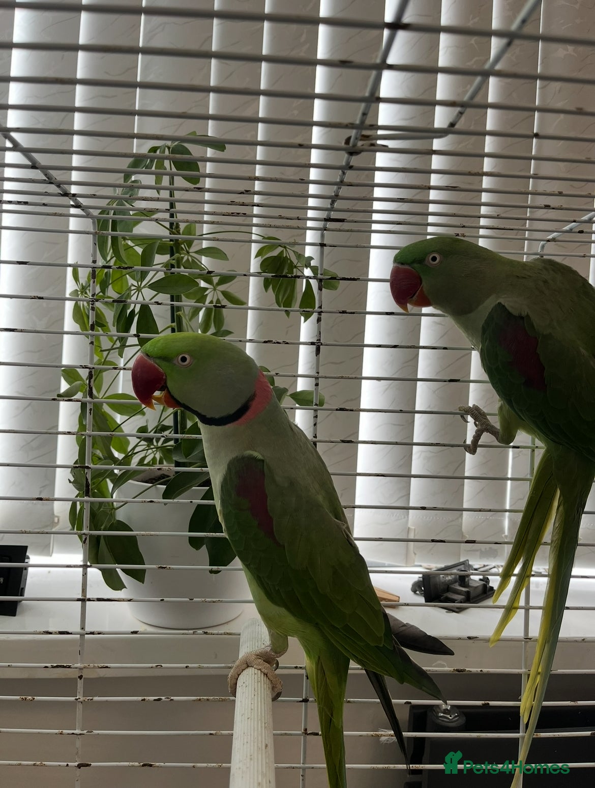 Parrots birds PROVEN ADULT PAIR OF ALEXANDRINE PARROTS - Advert 4