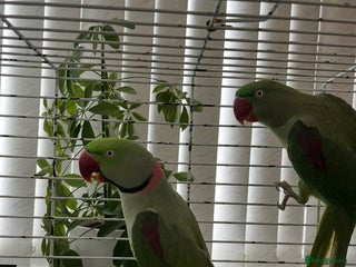 Parrots birds PROVEN ADULT PAIR OF ALEXANDRINE PARROTS - Advert 13