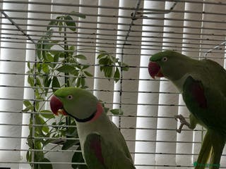 Parrots birds PROVEN ADULT PAIR OF ALEXANDRINE PARROTS - Advert 20