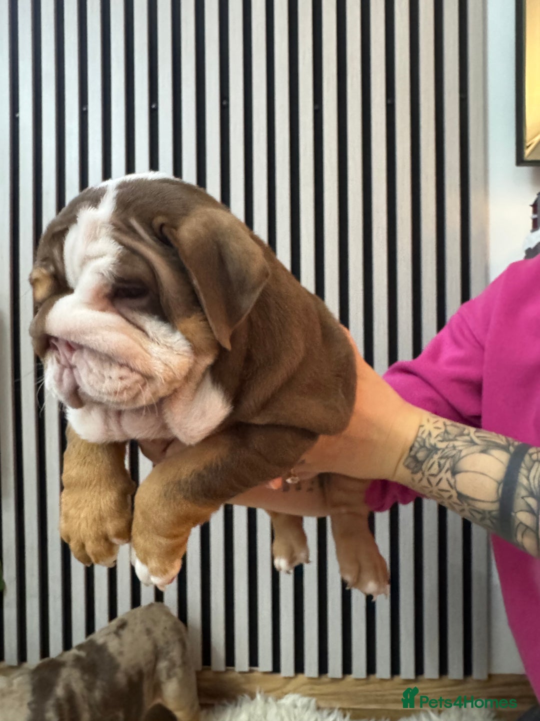 English Bulldog dogs for sale: Our girls looking for a warm sofa and full love ❤️ - Advert 12