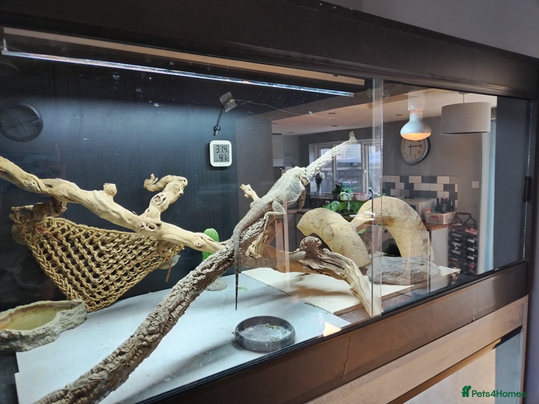 Bearded Dragon reptiles for sale: Male Bearded dragon 4 years old. 4x2x2ft vivarium - Image 2