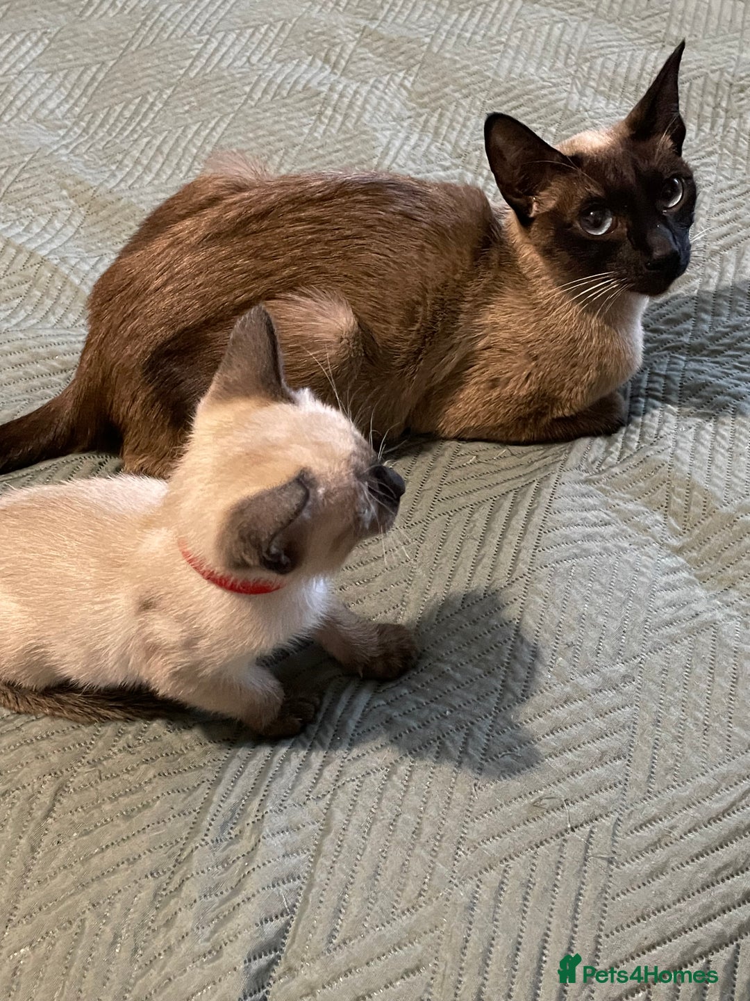 Siamese cats for sale: For sale  - Advert 7