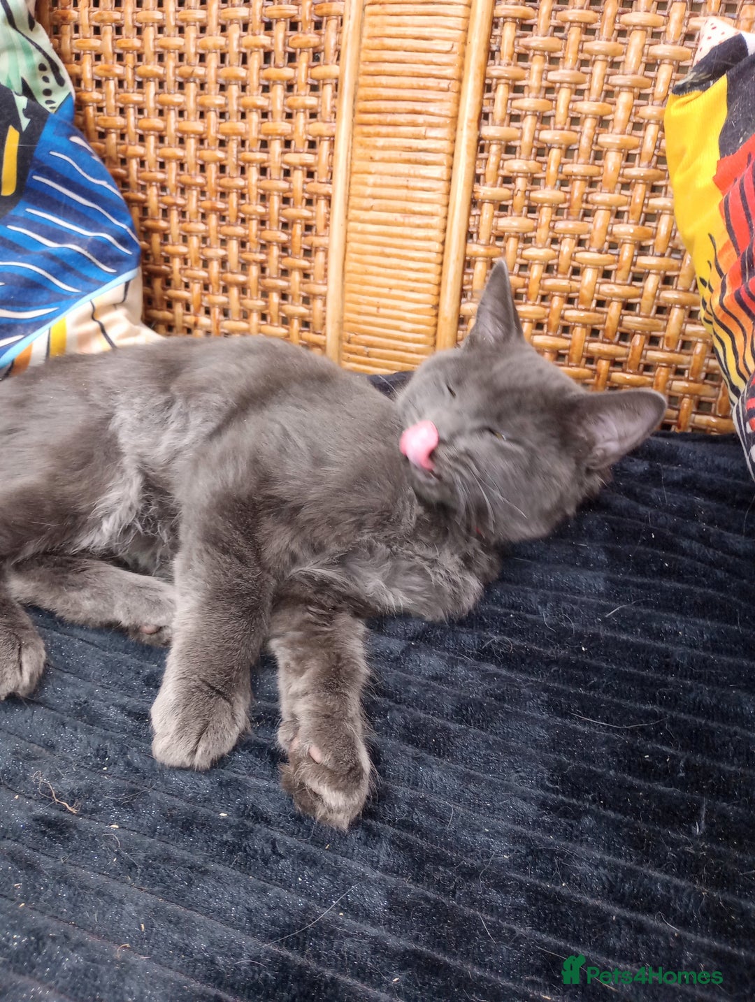 Maine Coon cats for sale: Maine coon purebred pedigre xl in Barnsley - Image 37