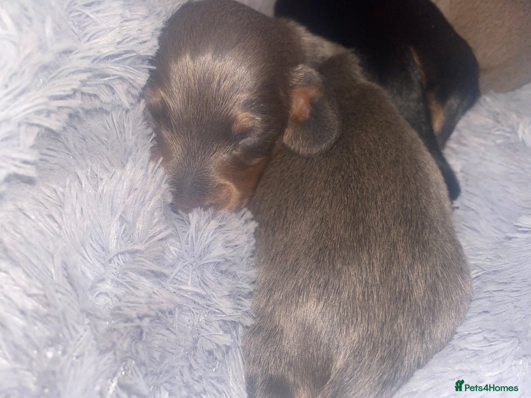 Miniature Dachshund dogs for sale: 3 handsome miniature dachshund boys! - Image 3
