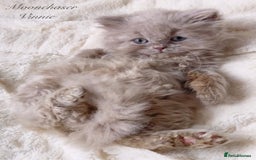 British Longhair cats for sale: Stunning Lilac British Longhair Boy TICA Reg - Image 1