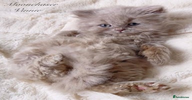 British Longhair cats - Advert 9