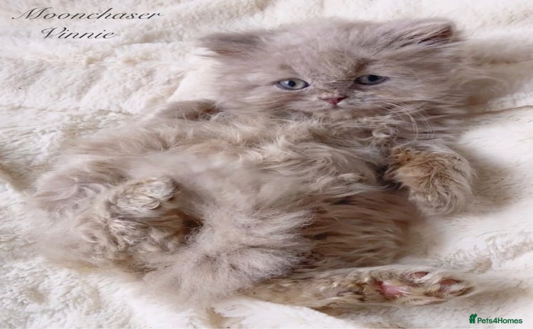 British Longhair cats - Advert 2