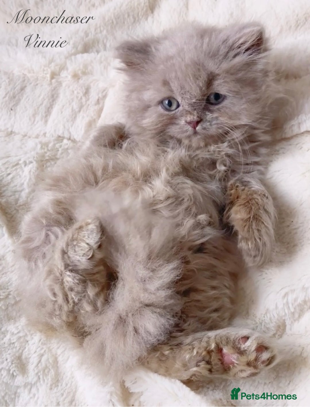 British Longhair cats for sale: Stunning Lilac British Longhair Boy TICA Reg - Image 1