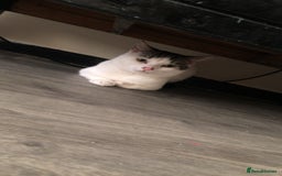 Mixed Breed cats for sale: Cats  - Image 4