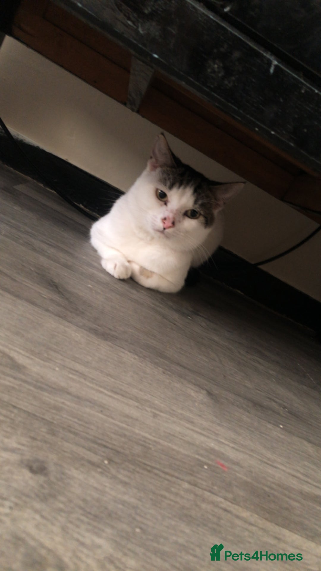 Mixed Breed cats for sale: Cats  - Image 4