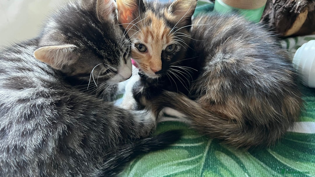 Bengal cats for sale: 2Beautiful kittens Left - Image 2