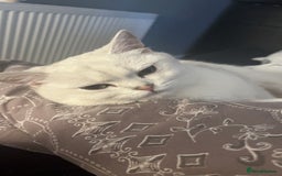 British Shorthair cats for sale: White British short hair in Wellingborough - Image 3