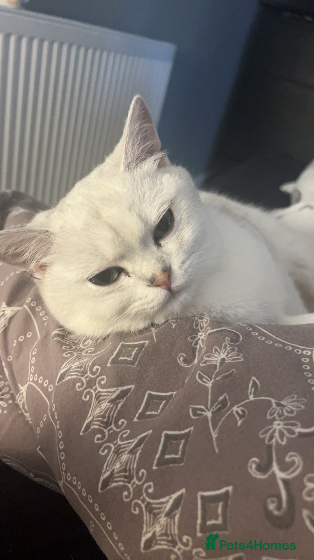 British Shorthair cats for sale: White British short hair in Wellingborough - Image 3
