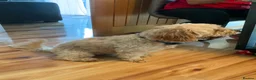 Cavapoo dogs for sale: F1 Cavapoo, 2 year old - Loving Home Needed in Norwich - Advert 10