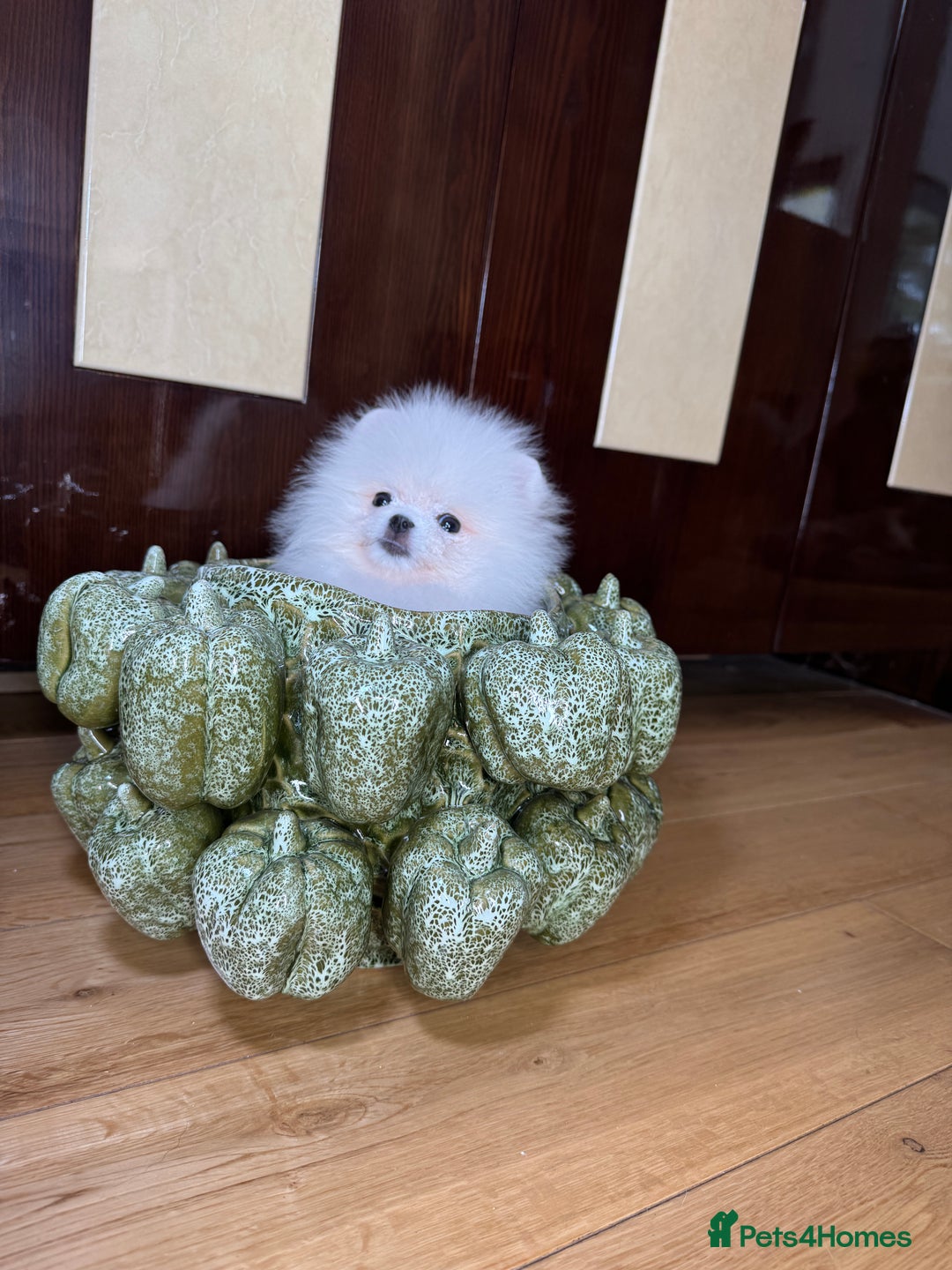 Pomeranian dogs for sale: SUPER TINY ICE WHITE POMERANIAN BOY - Image 20