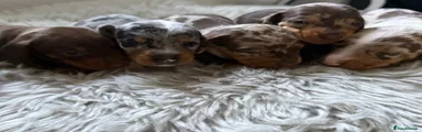 Miniature Dachshund Puppy 5