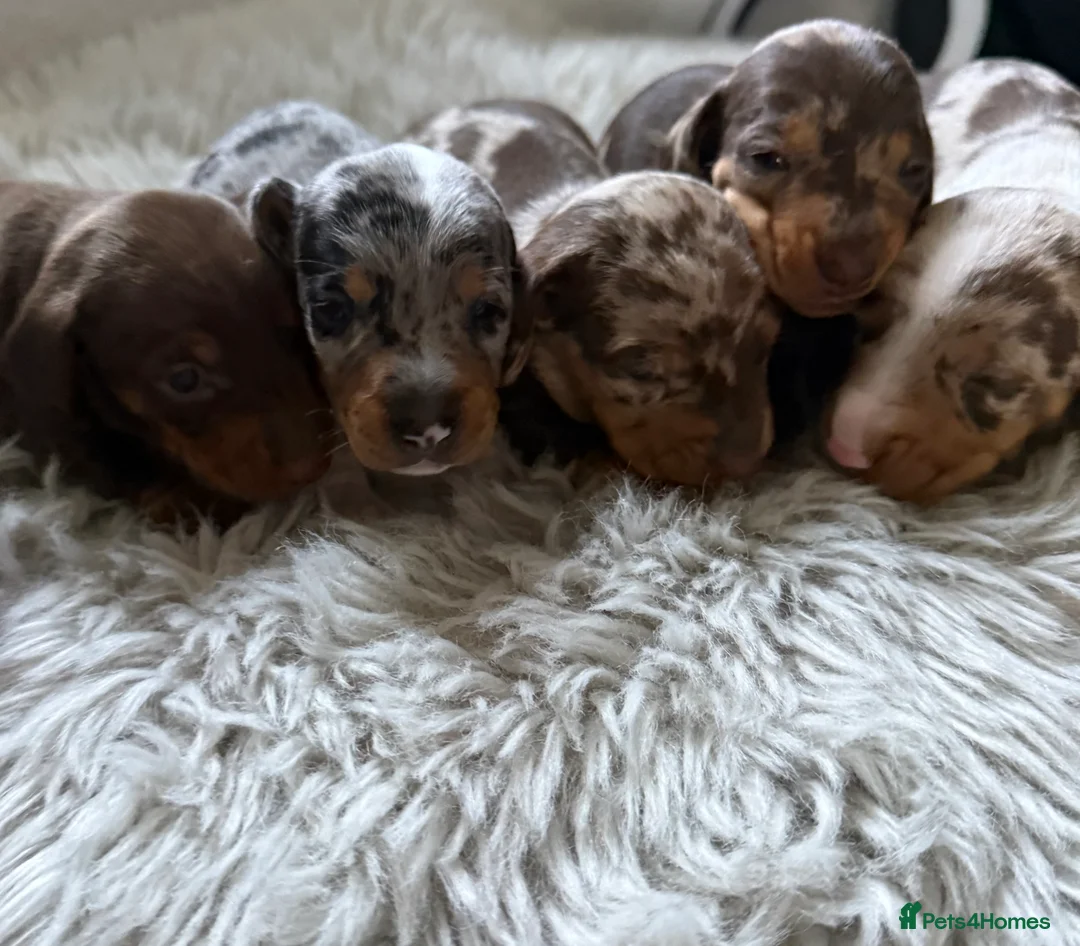 Miniature Dachshund dogs for sale: 🐾 5 Mini Dachshunds 4 dappled, 1 choc 🐾 - Advert 10