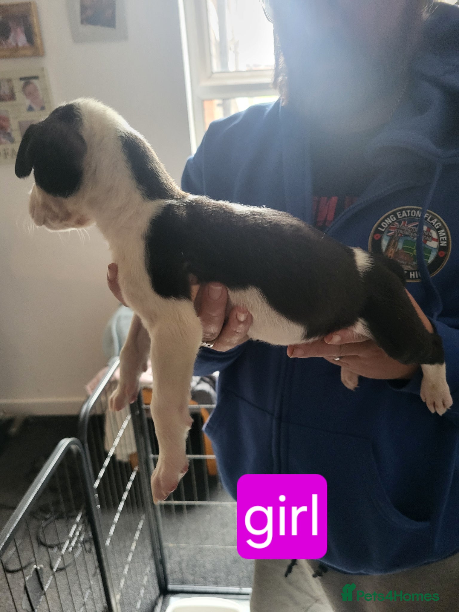 Mixed Breed dogs for sale: Akita x boardeaux  in Derby - Advert 7