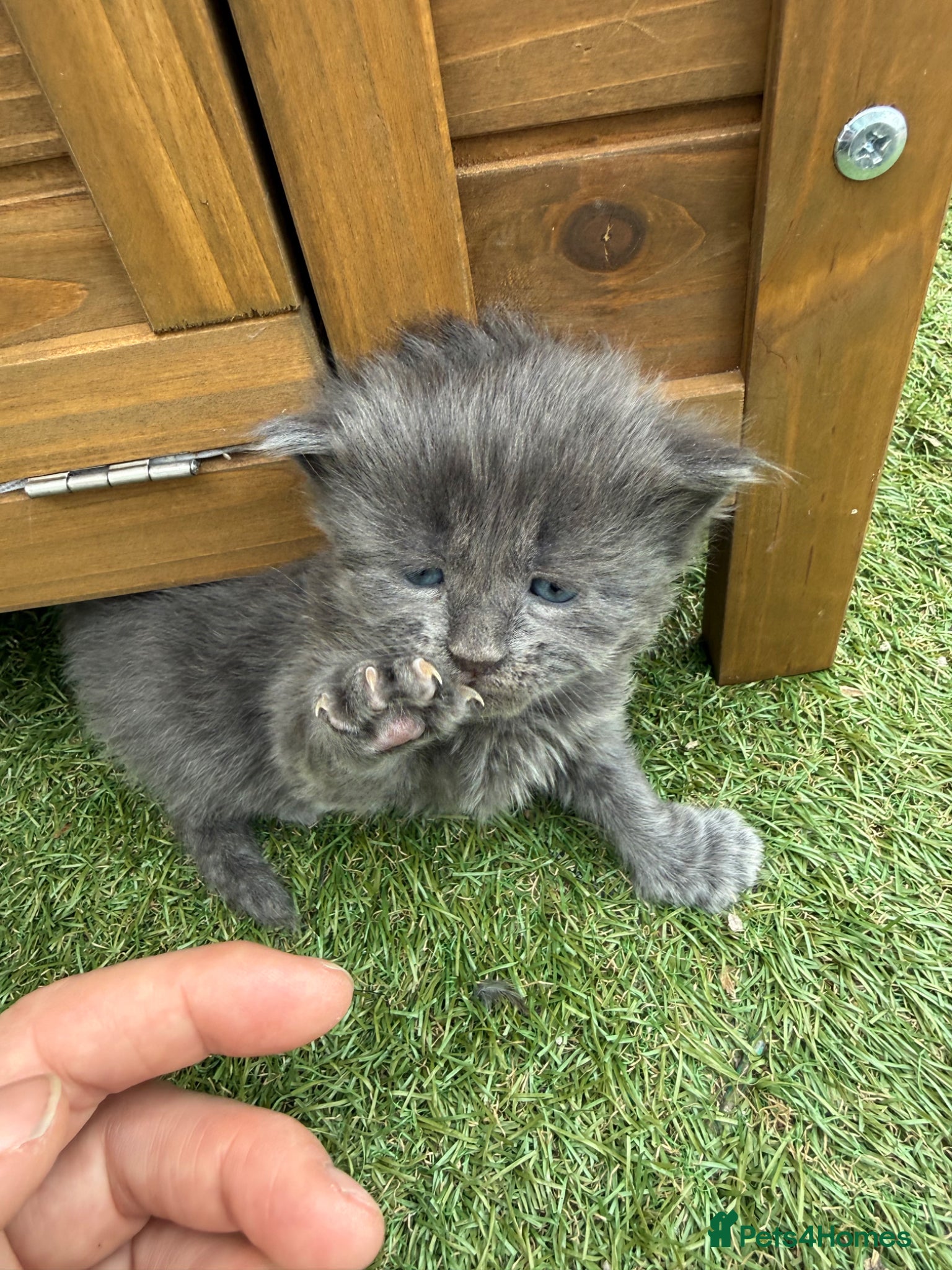 Mixed Breed cats Gorgeous Grey / Blue Girls  - Advert 1