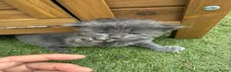 Mixed Breed cats for sale: Gorgeous Grey / Blue Girls  - Advert 1