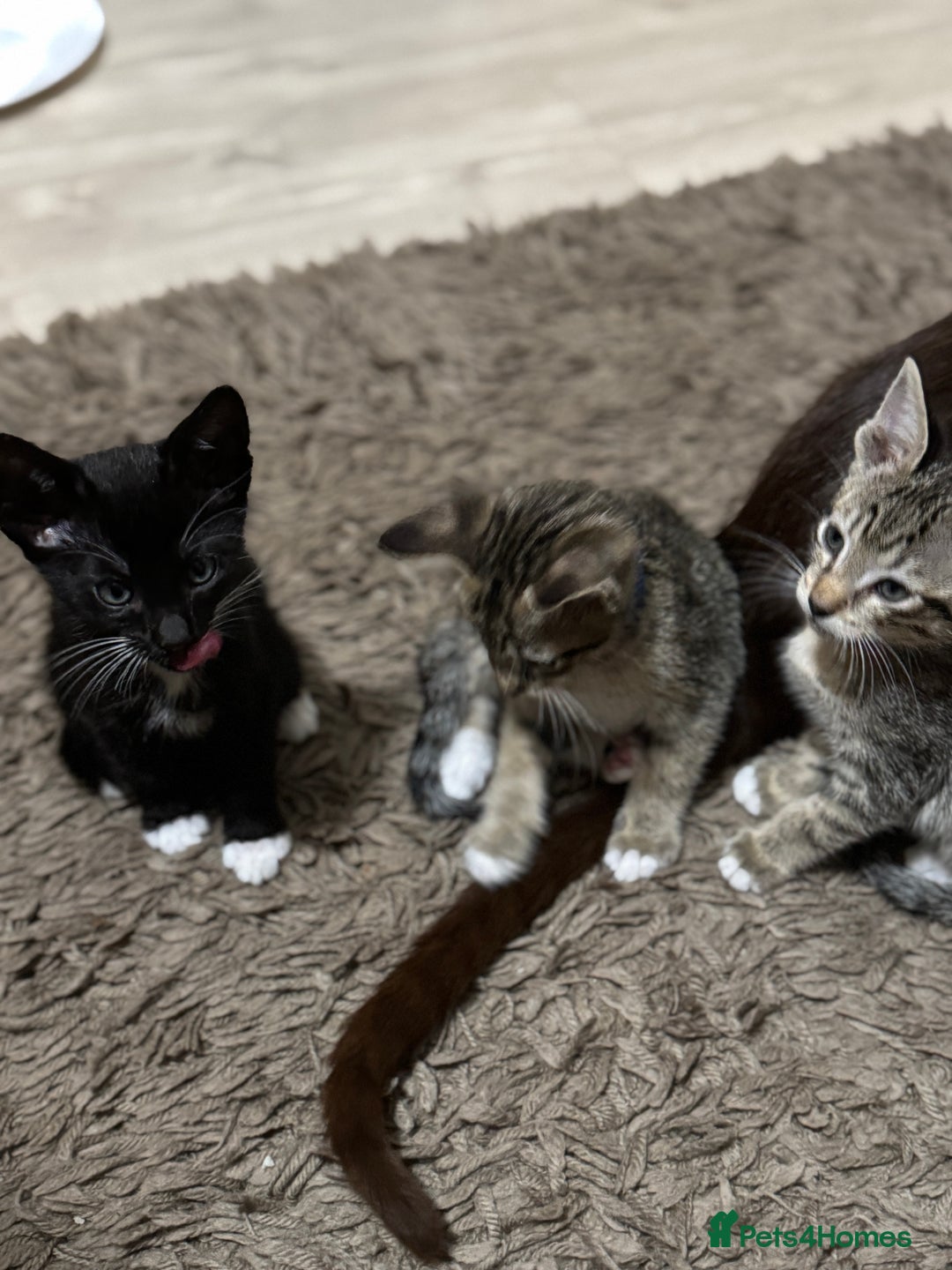Mixed Breed cats for sale: Sweet kittens for sale  - Advert 9
