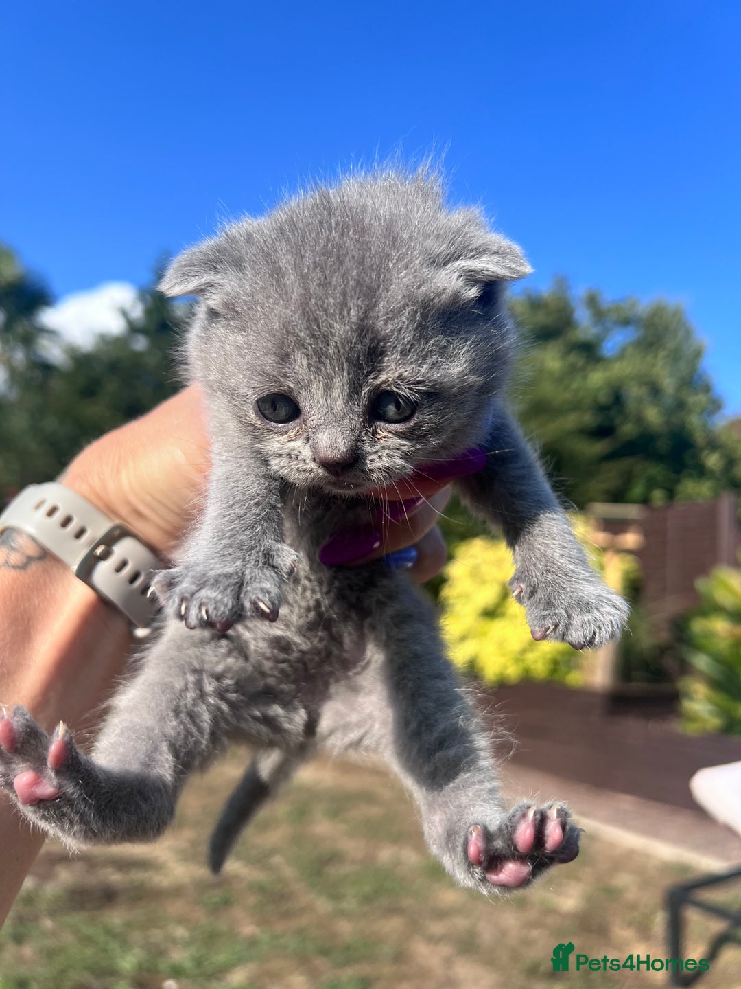 British Shorthair cats for sale: British Shorthair  - Image 6