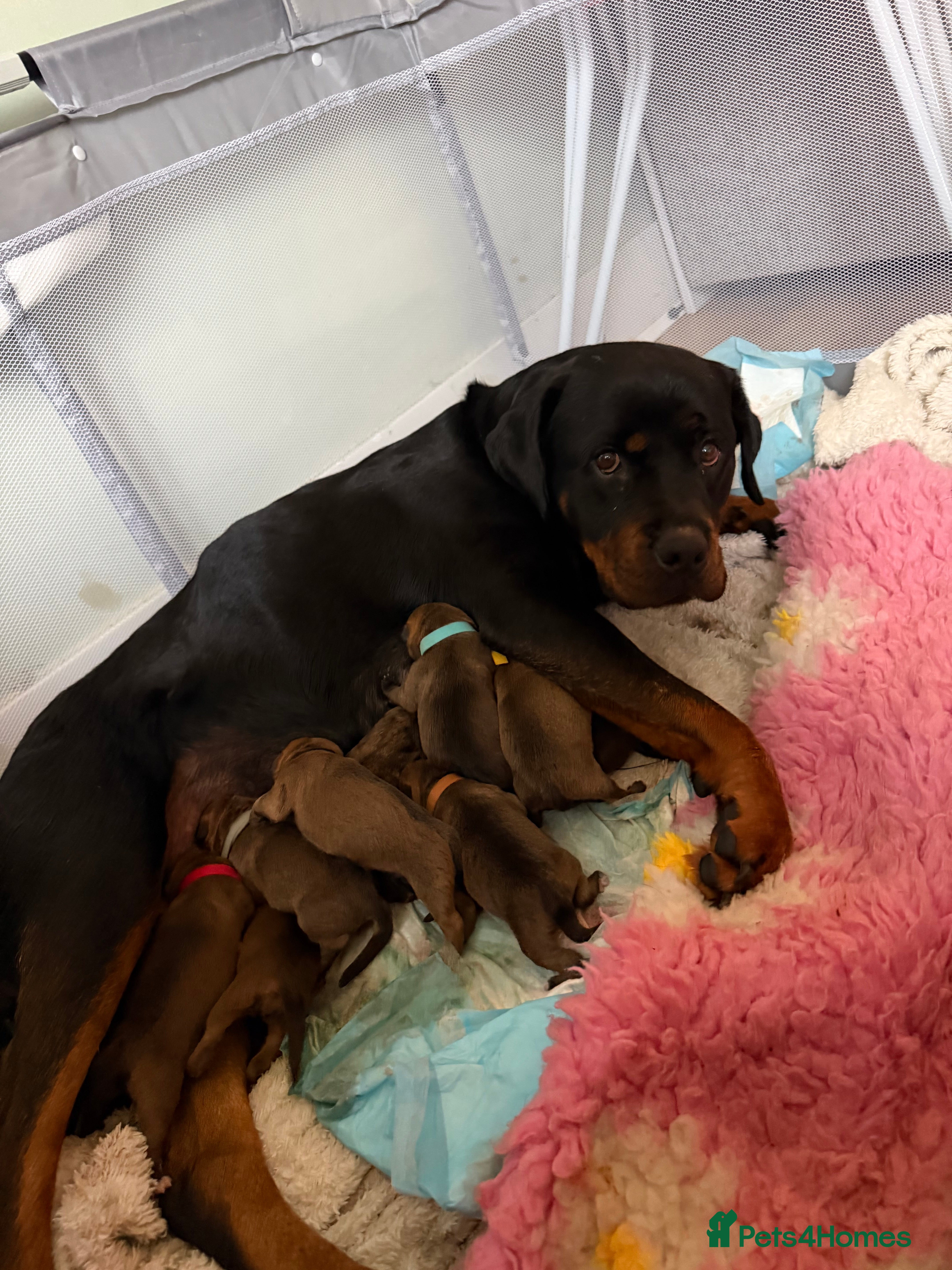 Rottweiler dogs Rottie Cross Pups - Advert 2