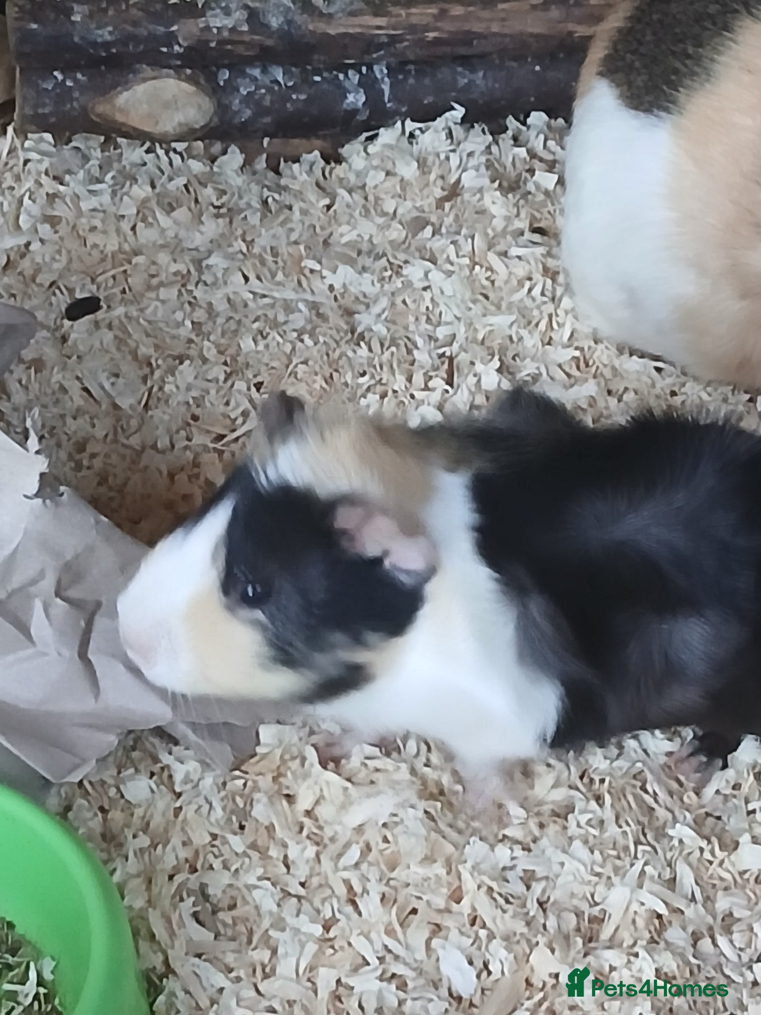 Guinea Pig rodents Sow Guinea Pigs for sale 4 months old - Advert 3