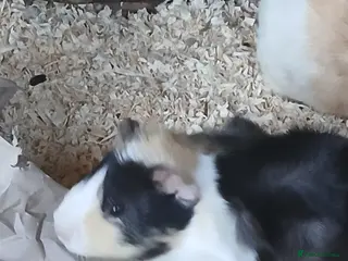 Guinea Pig rodents Sow Guinea Pigs for sale 4 months old - Advert 1