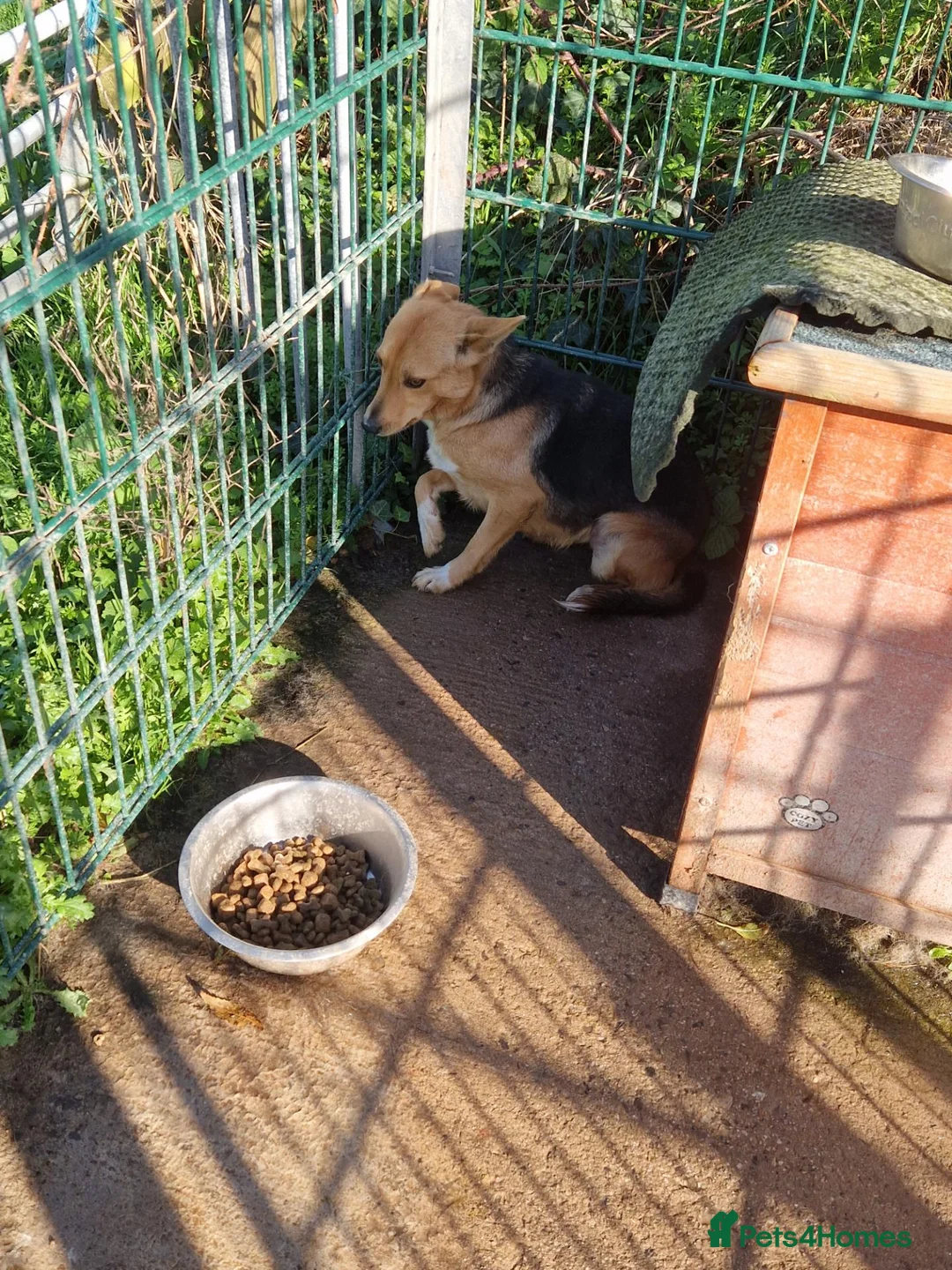 Welsh Collie dogs for sale: Welsh sheep dog  - Advert 2