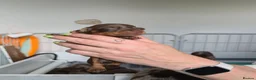 Miniature Dachshund dogs for sale: 7 beautiful little Dachshund  - Advert 36