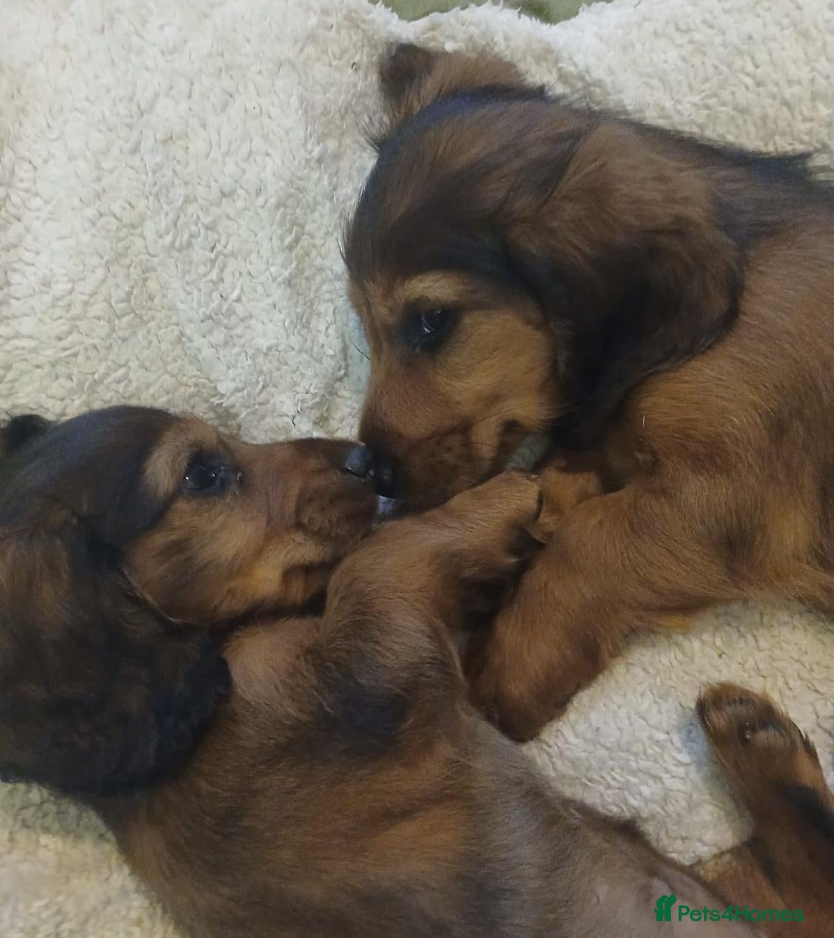 Dachshund dogs Longhaired Dachshunds small standardard - Advert 3
