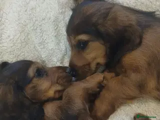 Dachshund dogs Longhaired Dachshunds small standardard - Advert 3