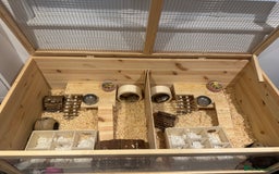 Hamster rodents for sale: 2 Boy Dwarf Hamsters  - Image 10