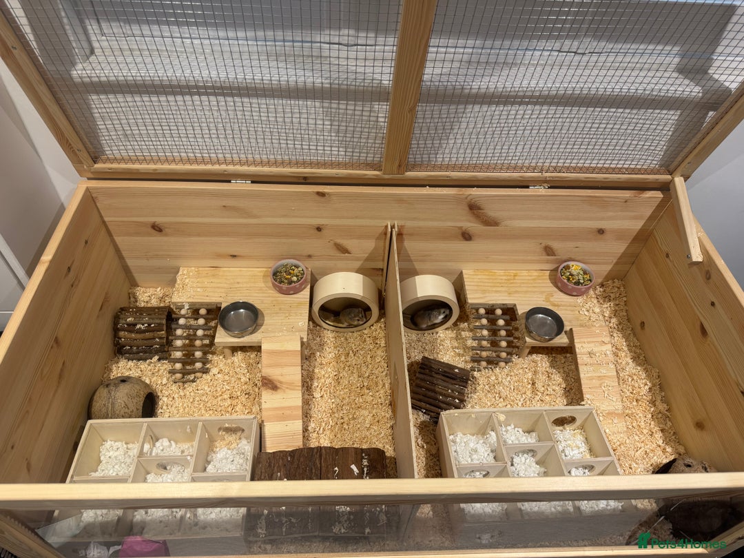Hamster rodents for sale: 2 Boy Dwarf Hamsters  - Image 10