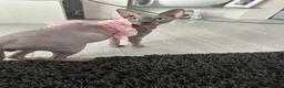 Sphynx cats for sale: Piggy & Cruella 3 year old bonded Sphynx cats  in Chesterfield - Advert 4